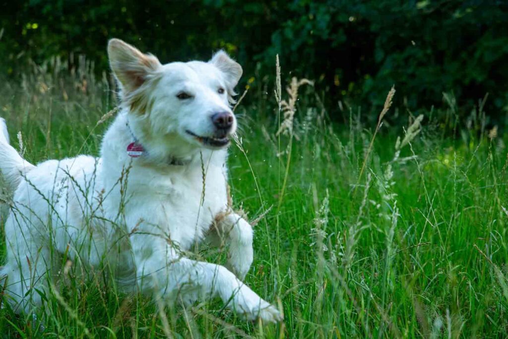 Petra-Schwenniger_Schule-für-Menschen-mit-Hund